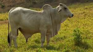 Em 16 anos, carne e grãos desafiam hegemonia do extrativismo e redesenham a economia acreana