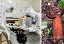 Brasil já registra ao menos 16 casos de varíola dos macacos