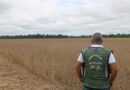Agrônomos do IDAF acompanharam o início da colheita da soja em Epitaciolândia