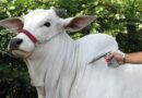 Três casos de raiva bovina são identificados em propriedades do AC Três casos de raiva bovina são identificados em propriedades do AC